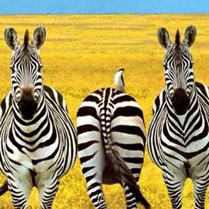 Meet your Posher, Cielo